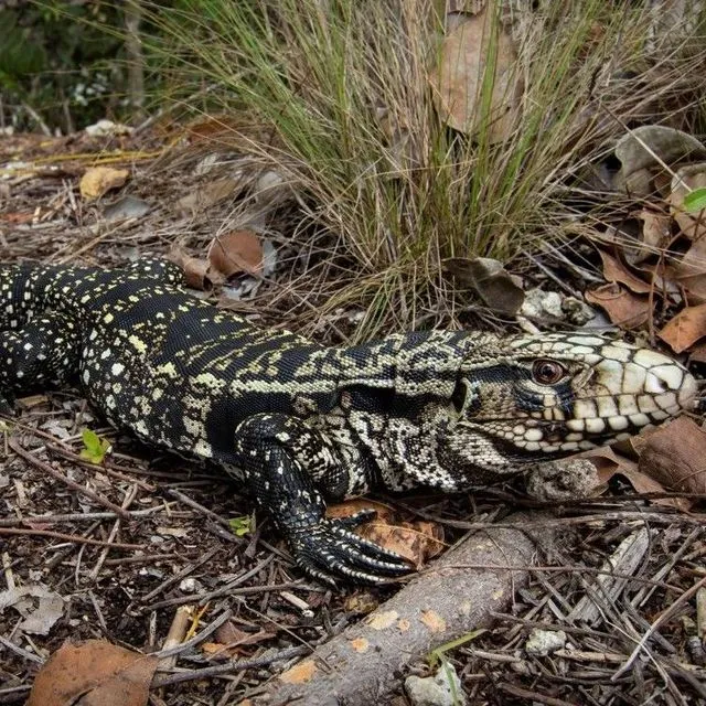 thumbnail for publication: Growth and Spread of the Argentine Black and White Tegu Population in Florida